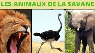 Les animaux de la savane  lallure et les cris [upl. by Eilis535]