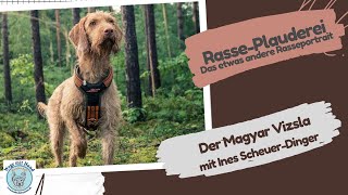 Der Magyar Vizsla Rasseportrait mit Ines ScheuerDinger [upl. by Downes]