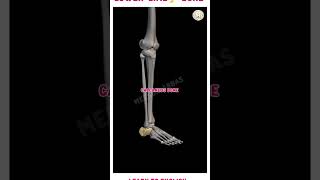 Muscles of the Lower Limb  Anatomy Modellower limb structurelearn to English bonestructure neet [upl. by Eilssel169]