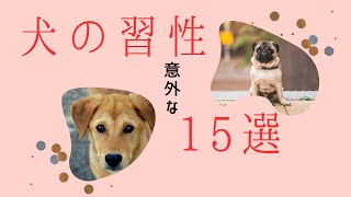 【驚き】犬の意外な習性15選知られざる面白い事実 [upl. by Oremor337]