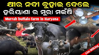 ମୁରା ମଇଁଷି ପାଳନ  murrah buffalo Farming  Murrah buffalo live milking  Krushak sathi odisha [upl. by Yendyc]