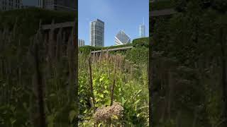 Let’s Check In On Lurie Garden at Millennium Park in Chicago IL [upl. by Edras]