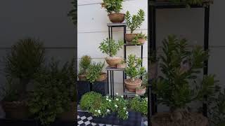 Amazing Garden Design  Beautiful Indoor plants Gardening Idea [upl. by Aiuqes]