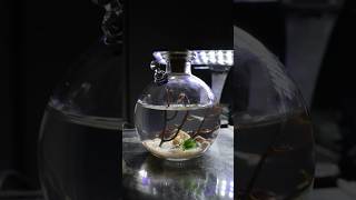 All in one enclosed shrimp ecosystemPURCHASE LINK IN BIO shrimp shrimptank ecosystem aqualab [upl. by Asiek]