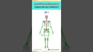 กระดูกที่ประกอบเป็นแขนและขา Appendicular Skeleton EP 1 appendicularskeleton anatomy กายวิภาค [upl. by Ki]