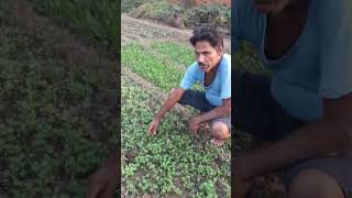 Dhaniya ka podha shorts ytshorts farming trending [upl. by Inohs]