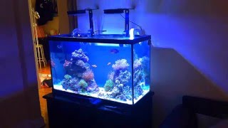 29 Gallon Nano Reef Tank 45 Second Update  Sump Is Running [upl. by Aiyram]