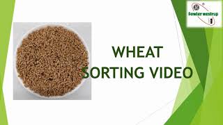 Wheat Sorting Video TRU 320 PRIME Color Sorters [upl. by Antipas]