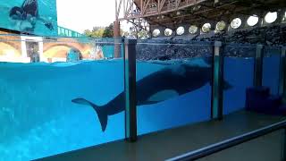 Orca Encounter Seaworld Orlando 04242024 [upl. by Larrabee102]