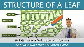 Structure of a leaf  GCSE Biology 91 [upl. by Kazmirci]