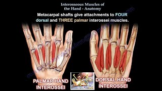 Interosseous Muscles Of The Hand Anatomy  Everything You Need To Know  Dr Nabil Ebraheim [upl. by Einaled]