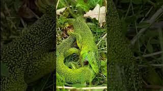 🦎Lézard vert mord son rival  Combat surprenant [upl. by Yhtorod]