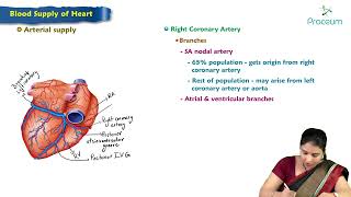 11 Blood Supply of Heart  Anatomy of Thorax  MBBS Lecture [upl. by Enelia]