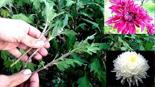 How to grow chrysanthemums from cutting  easy way 100 root [upl. by Zetes]