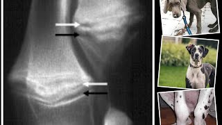 HYPERTROPHIC OSTEODYSTROPHY in Dogs HOD [upl. by Obola]