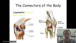 232 Types of Joints amp Problems with Bones [upl. by Eicart]