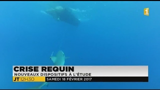 Crise Requin  nouveaux dispositifs à létude  17022017 [upl. by Otrebron802]