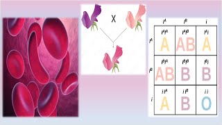 Complex Inheritance Patterns  Mrs Biology [upl. by Aiam195]