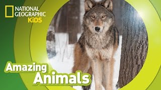 Gray Wolf 🐺  Amazing Animals [upl. by Yelsek]