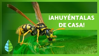 Cómo AHUYENTAR a las AVISPAS 💨🐝  5 Remedios Naturales para Ahuyentar Avispas ✅ [upl. by Cadal]