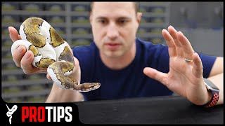 How to Handle an quotAggressivequot Ball Python [upl. by Inalan298]