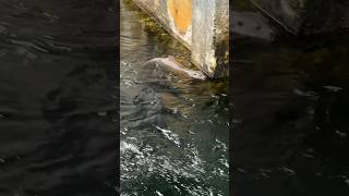 Fischotter Familie im Fjord fischotter norwegen otter [upl. by Enner539]