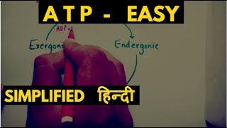 What is ATP  adenosine triphosphate amp atp cycle  Hindi [upl. by Ward]