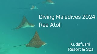 Diving in Raa Atoll  Maldives 2024  DIVE Kudafushi [upl. by Ettenauq]