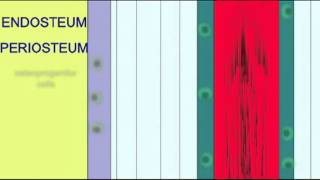 BONE TISSUE PERIOSTEUM amp ENDOSTEUM [upl. by Staford]