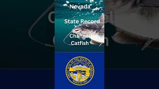 How big is the Nevada state Record Channel Catfish [upl. by Atikehs]