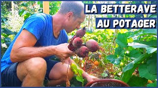 RÉUSSIR LA BETTERAVE AU POTAGER [upl. by Delfeena]