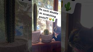 cutecats cactus cacti catshorts cats tortiecats sillycat houseplants indoorplants [upl. by Aynik]