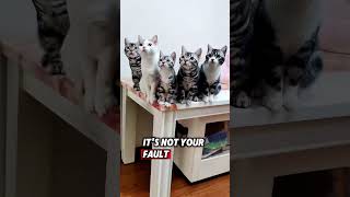 a bunch of cats singing smelly cat by Phoebe Buffay friends phoebe [upl. by Boorman51]