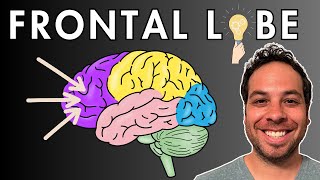 The Frontal Lobe  Location and Function [upl. by Mallen]