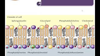 Chemistry of Lipids Glycolipids and Phospholipids [upl. by Adiehsar]