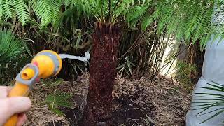 Dicksonia Antarctica 🌴 My first tree ferns 😁 [upl. by Steinke]