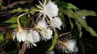 Blooming Nishagandhi  Queen of the Night  Epiphyllum oxypetalum cactus [upl. by Lynn]