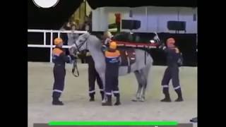 Ever Seen A Horse Ambulance  What Could Go Wrong [upl. by Elvis]