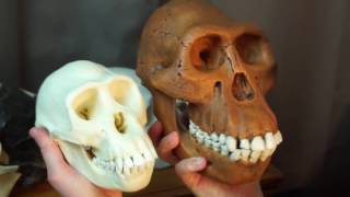 Lucy the Australopithecus Afarensis  IAC Training Video [upl. by Tenay]