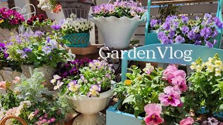 【GardenVlog】3月の開花状況、ビオラ切り戻しするかしないか、PWラグランジアベビー苗新芽。 [upl. by Gabrielle684]