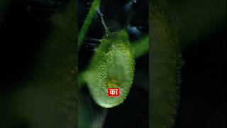 Bladderwort Plant🤯 shorts trending facts viral plants [upl. by Margit]