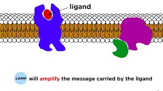 Receptors Signal Transduction and Phosphorylation Cascade [upl. by Anelhtac]