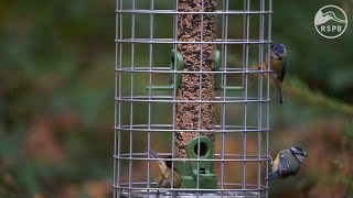 Seed Feeders for Birds  The RSPB [upl. by Ernesto]