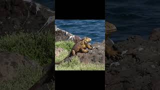 Iguana terrestre de Galápagos [upl. by Matless174]