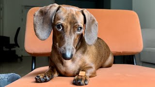 Can Mac the mini dachshund resist temptation [upl. by Quillan]