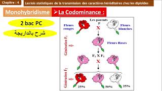 La codominance monohybridisme 2 bac pc option français شرح بالداريجة [upl. by Annahsad]