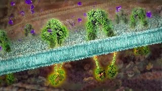 Insulin Receptor and Type 2 Diabetes [upl. by Merv]