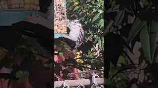 Downy Woodpecker nature woodpecker [upl. by Ekalb274]