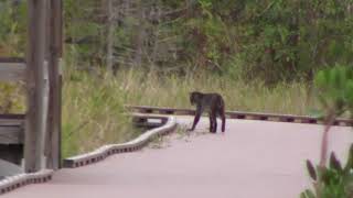 Bobcat at Chesser Island BoardwalkOkefenokee Swamp [upl. by Nivad460]