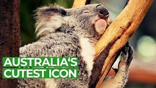 Koala Country  Tales from Down Under  Free Documentary Nature [upl. by Akerdnahs320]